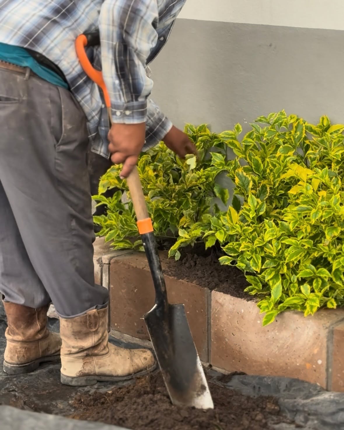 Jardinero de Francis plantando arbustos ornamentales en un jardín